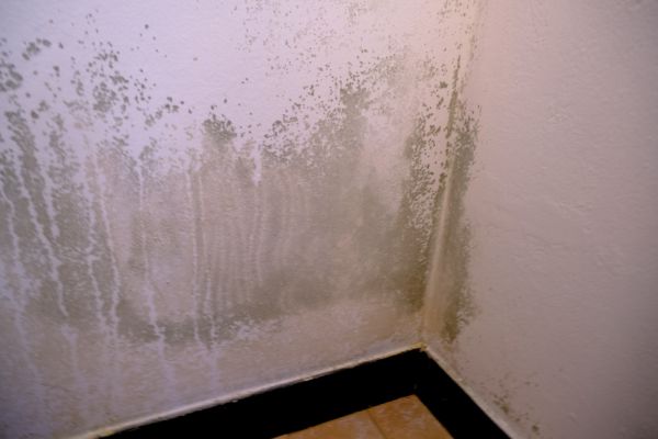 Mildew Removal Service